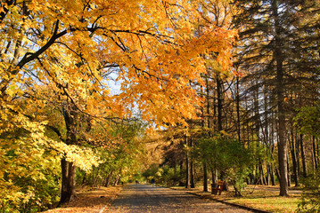Alley in the forest park in the fall