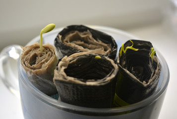 growing seedlings on a paper, sprouts, spring