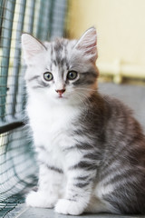 baby cat of siberian breed, silver version