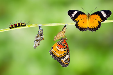 Fototapeta premium Odosobniony Męski lamparta lacewing motyla cykl życia