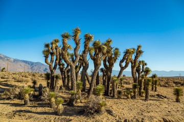 The Joshua Tree