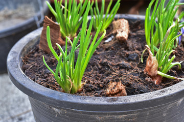 growing red shallot bulbs into a pot at home, sprouting green shallot, starting new life, concept idea.