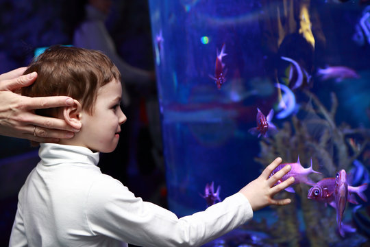 Child looking at fishes