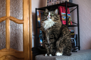 cat lying on the couch. Cat relaxing near the bookcase