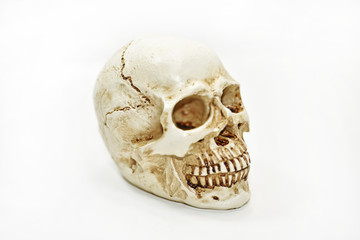 Small decorative human skull.