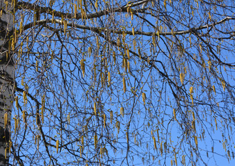 beautiful spring landscape: Birch branches with buds on blue sky background, drug, background