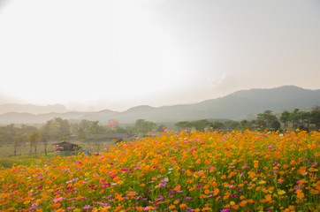 Wildflower Cosmos flora filed while sunset at Singha Park Chiang Rai Thailand.