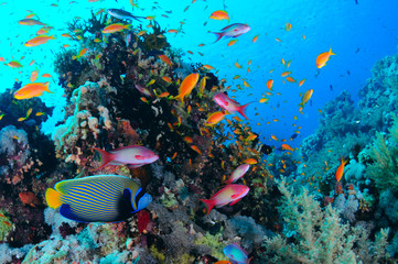 Tropical Coral Reef 