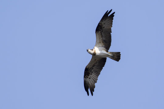 Image of falcon in flight on sky. Wild Animals.