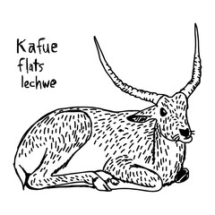 Kafue flats lechwe - vector illustration sketch hand drawn with black lines, isolated on white background