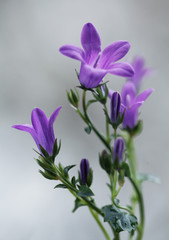 Fioletowe kwiaty - Dzwonek © mycatherina