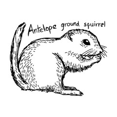 Antelope ground squirrel - vector illustration sketch hand drawn with black lines, isolated on white background