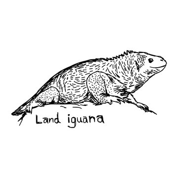 land iguana - vector illustration sketch hand drawn with black lines, isolated on white background