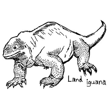 land iguana - vector illustration sketch hand drawn with black lines, isolated on white background