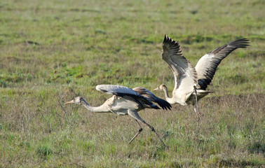 Common cranes (Grus grus) in the field, Kalmykia, Russia