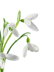 Spring snowdrops isolated on white background