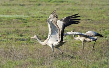 Common cranes (Grus grus) in the field, Kalmykia, Russia