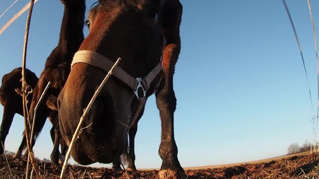 Fish-Eye Pferd frisst
