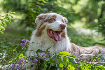 Australian Shepherd Hund mit Fr&uuml;hlingsblumen