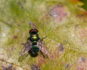 Fly on leaf