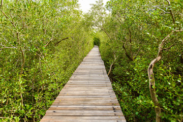 Obraz premium Tree tunnel, Wooden Bridge In Mangrove Forest