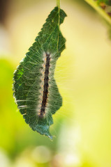 Caterpillar 