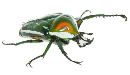 シロヘリミドリツノカナブン