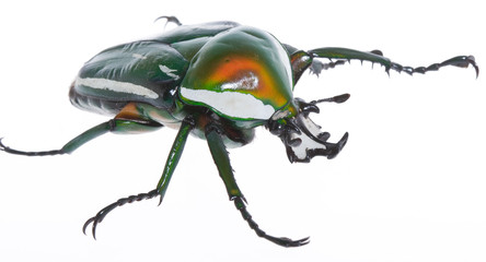 シロヘリミドリツノカナブン