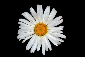 Obraz premium Single white daisy flower