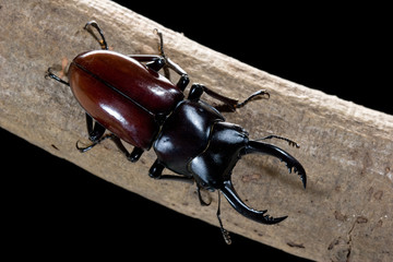 アローコクワガタ