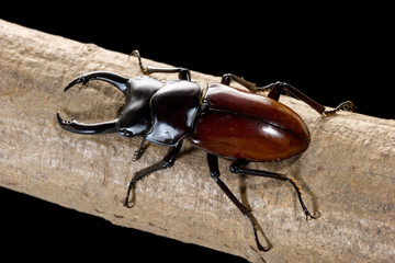 アローコクワガタ