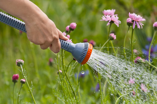 hand of gardener watering flowers in the garden