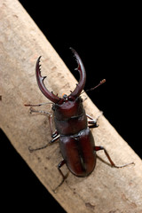 ノコギリクワガタ