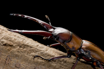 モーニッケノコギリクワガタ