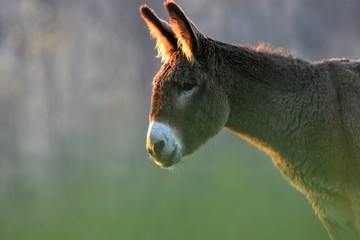 Donkey in nature