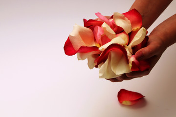 Girl holds in hands and scatter on the table colored rose petals.