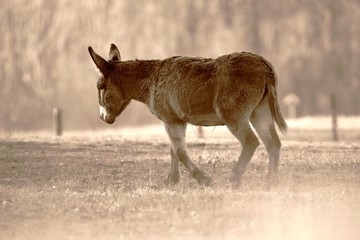 Donkey in nature