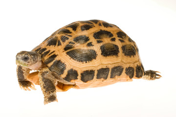 キバラクモノスリクガメ