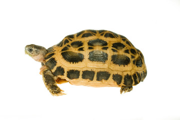 キバラクモノスリクガメ