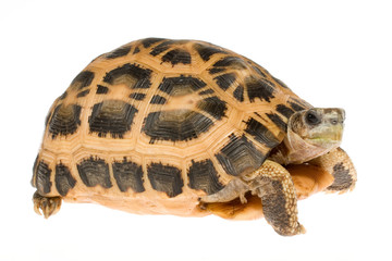 キバラクモノスリクガメ