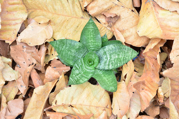 Fototapeta na wymiar green plant growing middle dead leaf for survive