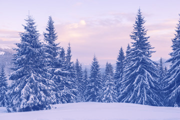 Snow covered pine trees in the winter mountains during a dusk