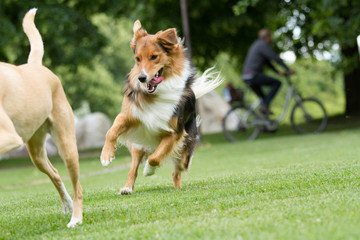 Australian Sehpherd Mix Hund beim Spielen im Park