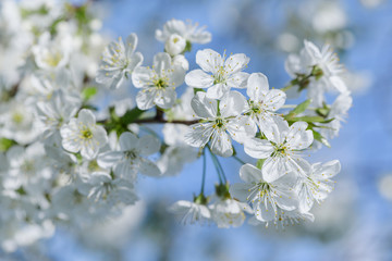 Cherry blossom branch. Blooming cherry tree flowers on branch. Natural background in sky blue colors.