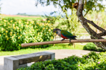 Parrot, Colorful parrot, Macaw Parrot, Colorful macaw
