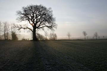 Fototapeta premium Eiche im Winter im Morgendunst auf einem Acker in Schleswig-Holstein