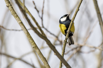 Kohlmeise sitzt im Baum