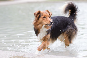 Australian Sehpherd Mix Hund beim Spielen im Park