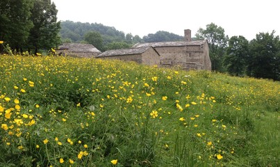 Obraz premium Prato Fiorito alla Certosa di Montebenedetto