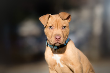 Cute terrier puppy outdoor portrait